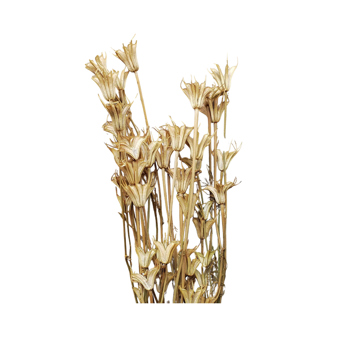 Dried Nigella Orientalis