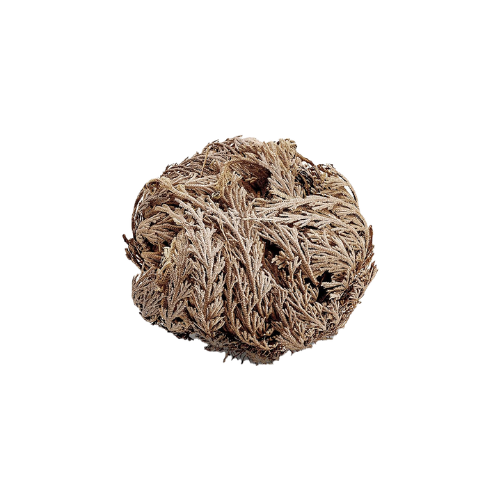 Rose of Jericho