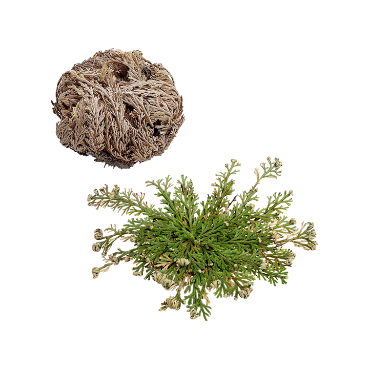 Rose of Jericho