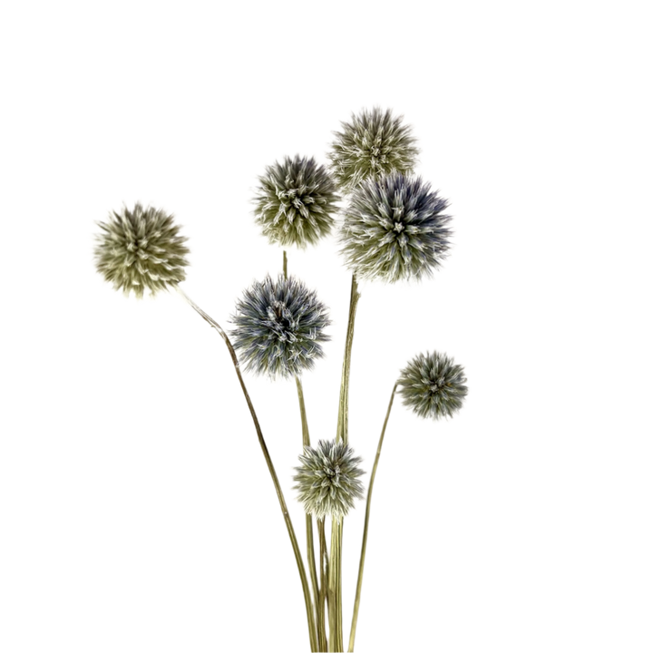 Dried Blue Globe Thistles