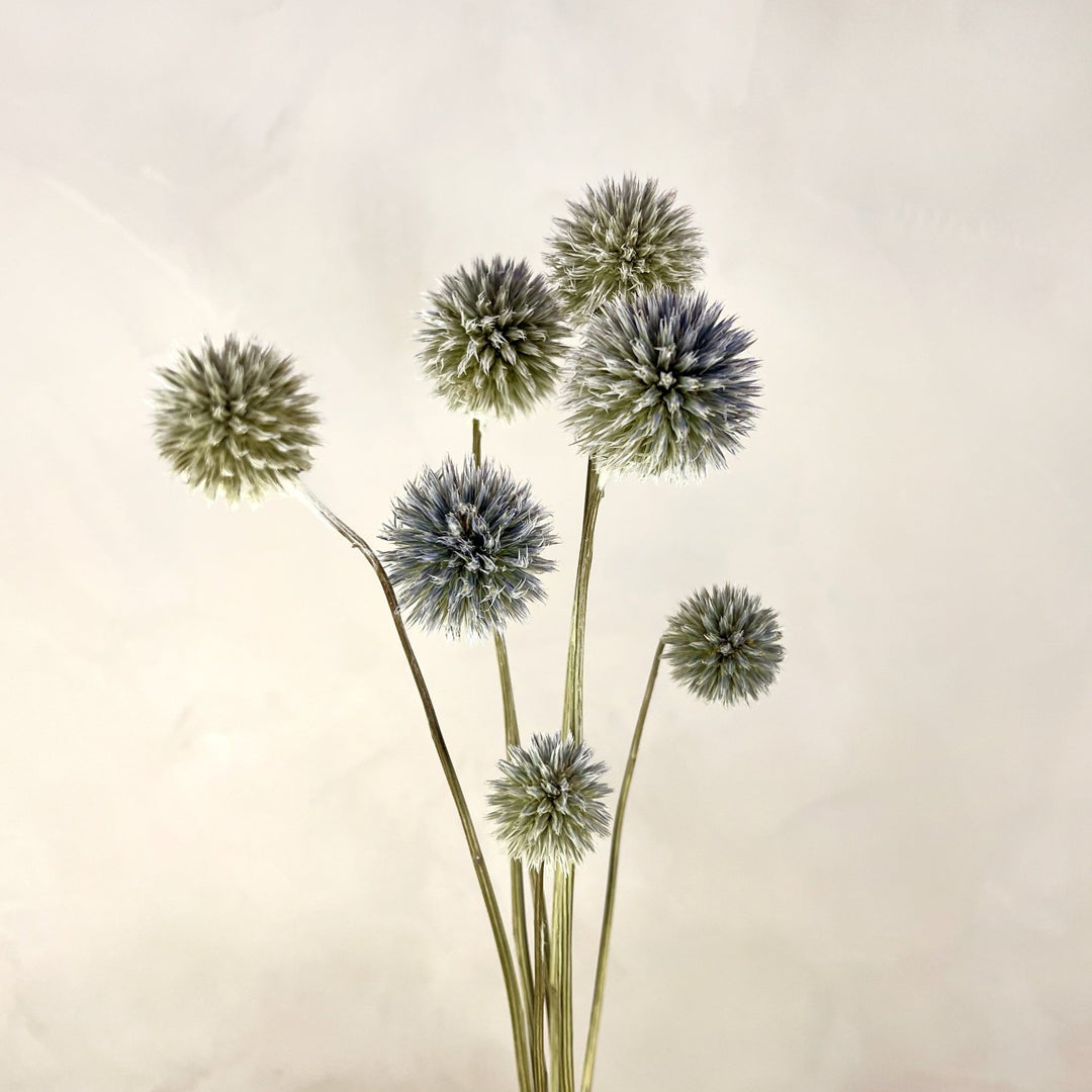 Dried Blue Globe Thistles