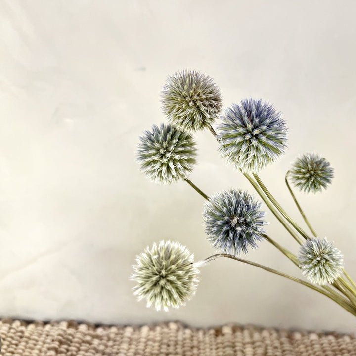 Dried Blue Globe Thistles