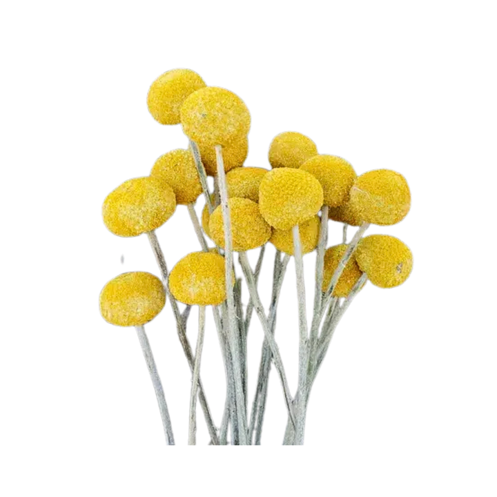 Dried Craspedia / Billy Ball Flowers - Yellow