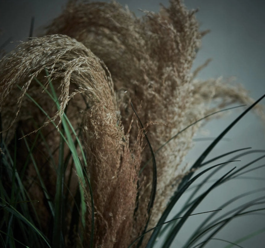 Wild Pampas Grass Stem