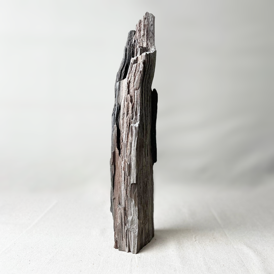 Permineralized Wood