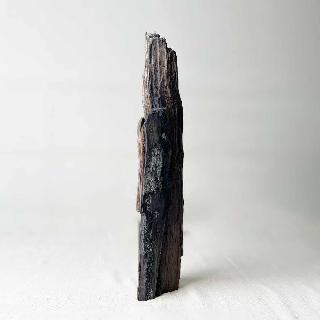 Permineralized Wood