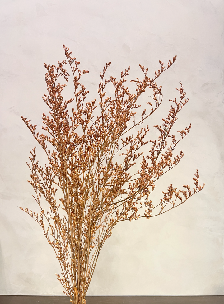 Preserved Limonium Caspia Flowers - Terracotta Orange