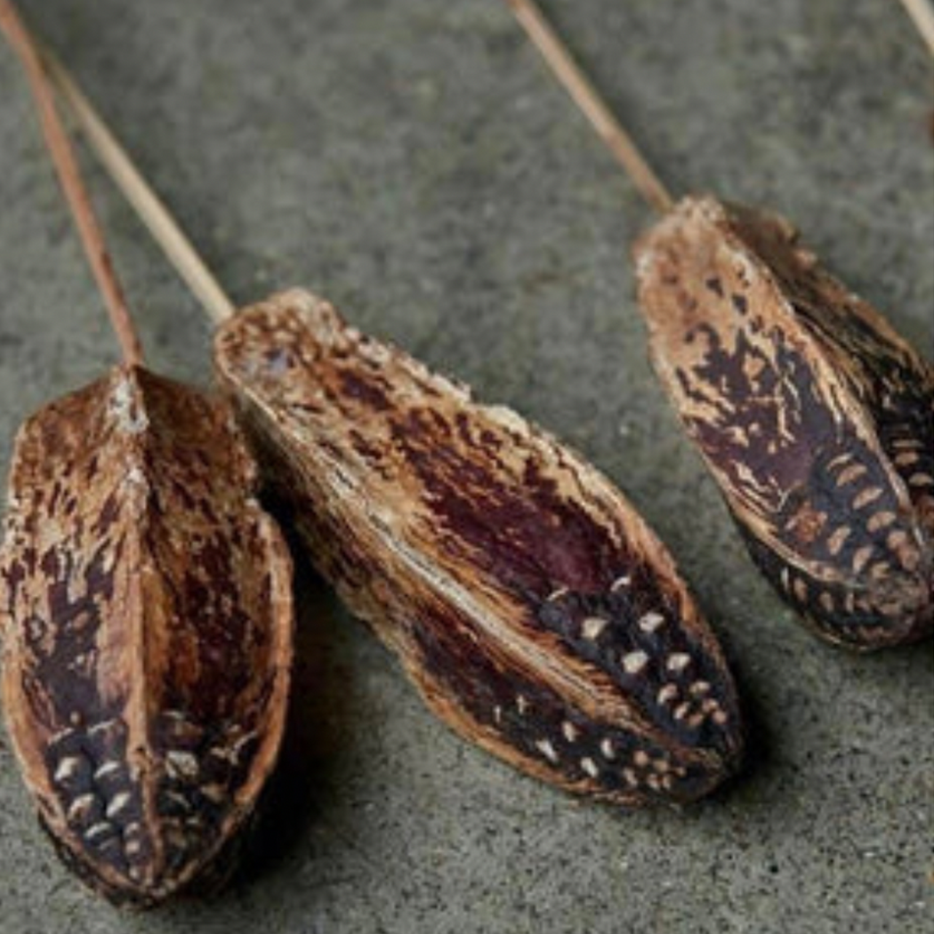 Mahogany Seed Pod Stem