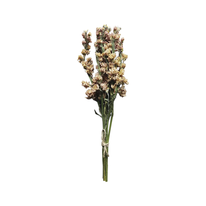 Dried Larkspur