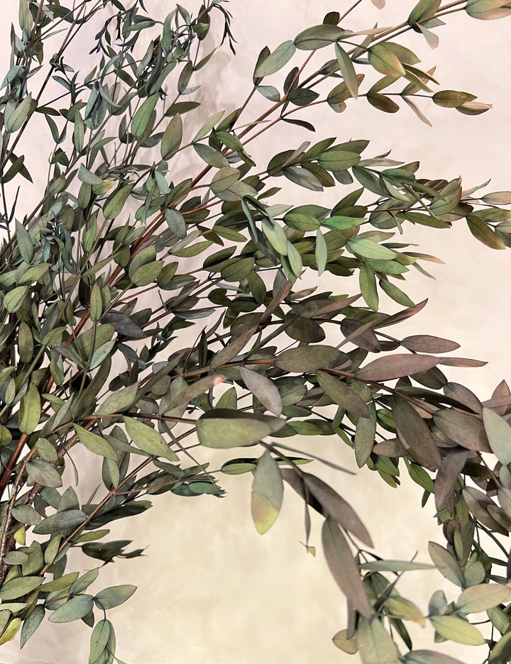 Preserved Parvifolia Eucalyptus: Small Teardrop - Olive Green