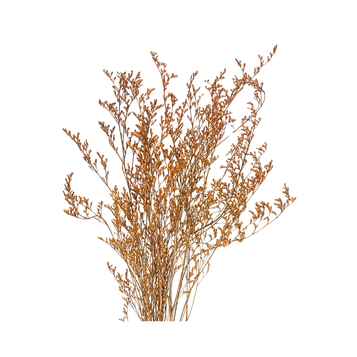 Preserved Limonium Caspia Flowers - Terracotta Orange