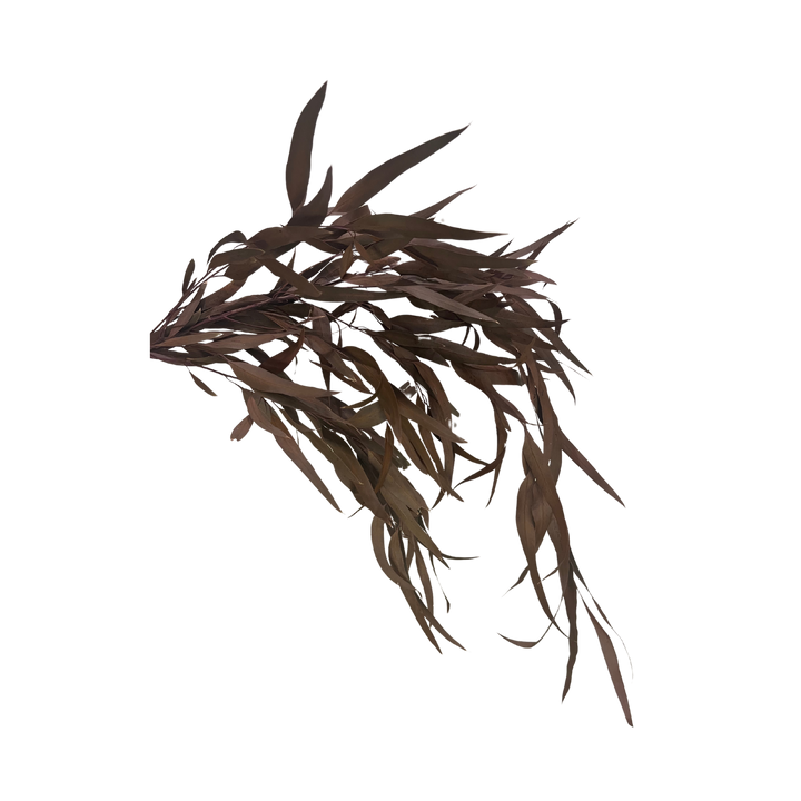 Preserved Weeping Willow Seed Eucalyptus - Terracotta Orange