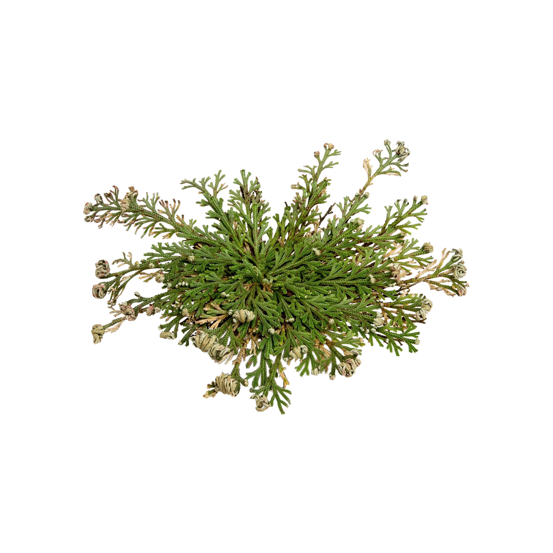 Rose of Jericho ( The Resurrection Plant )