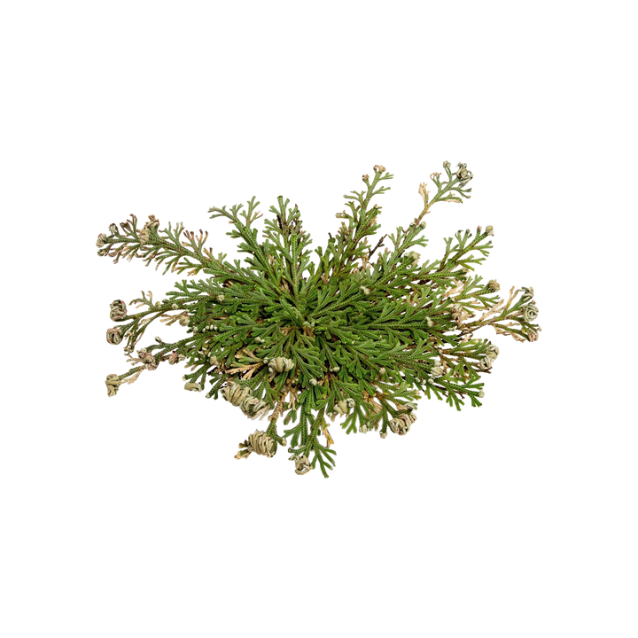 Rose of Jericho ( The Resurrection Plant )