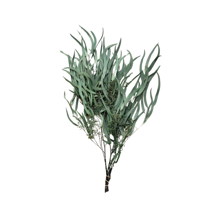 Preserved Weeping Willow Seed Eucalyptus - Green