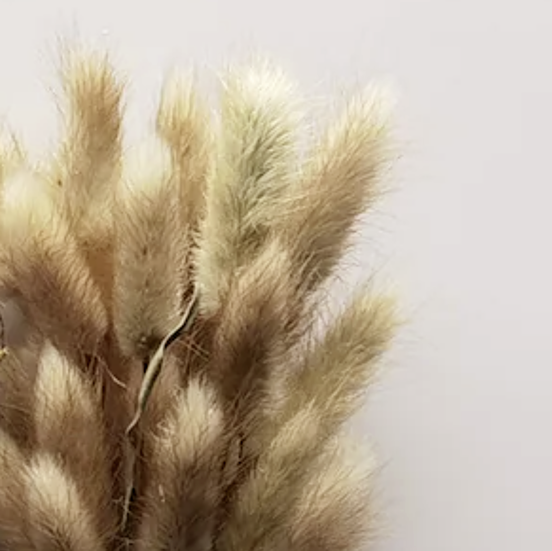 Dried Bunny Tails Natural