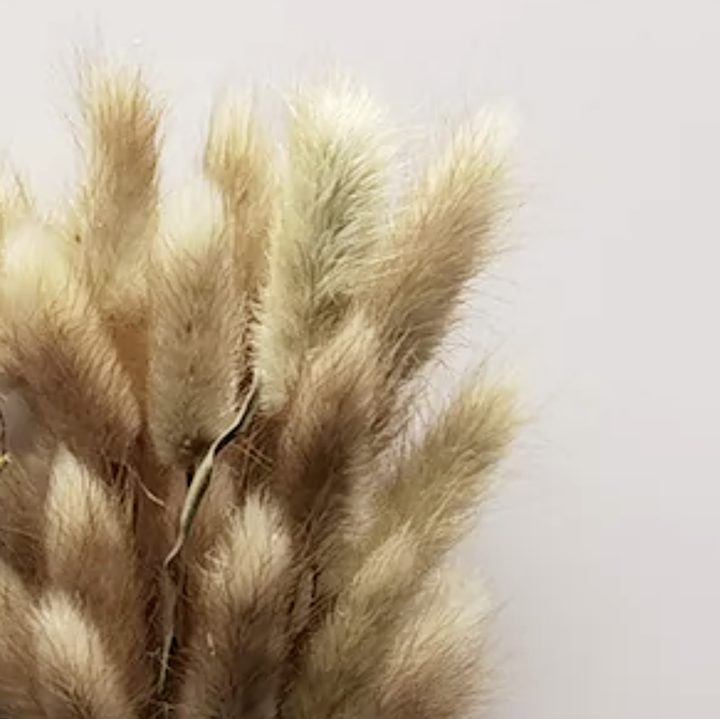 Dried Bunny Tails Natural