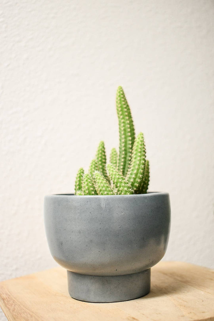 Succulent Planter: Midnight Sky