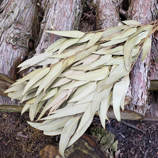 Dried Willow Eucalyptus - Sage Green