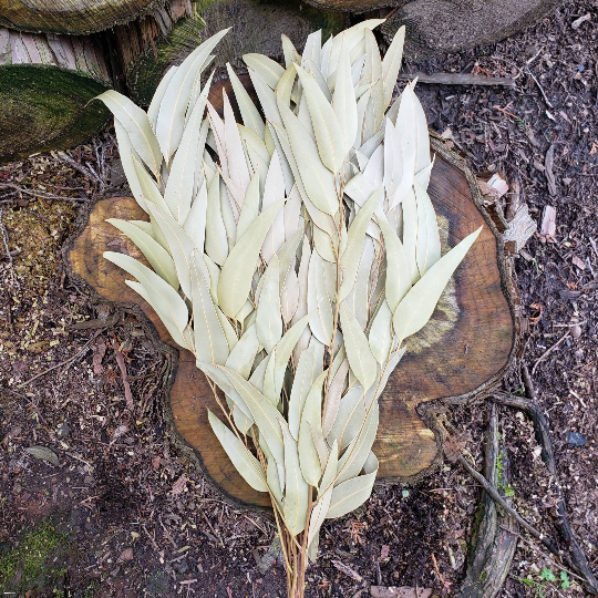 Dried Willow Eucalyptus - Sage Green