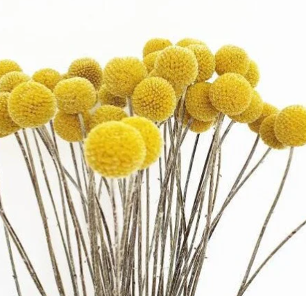 Dried Craspedia / Billy Ball Flowers - Yellow