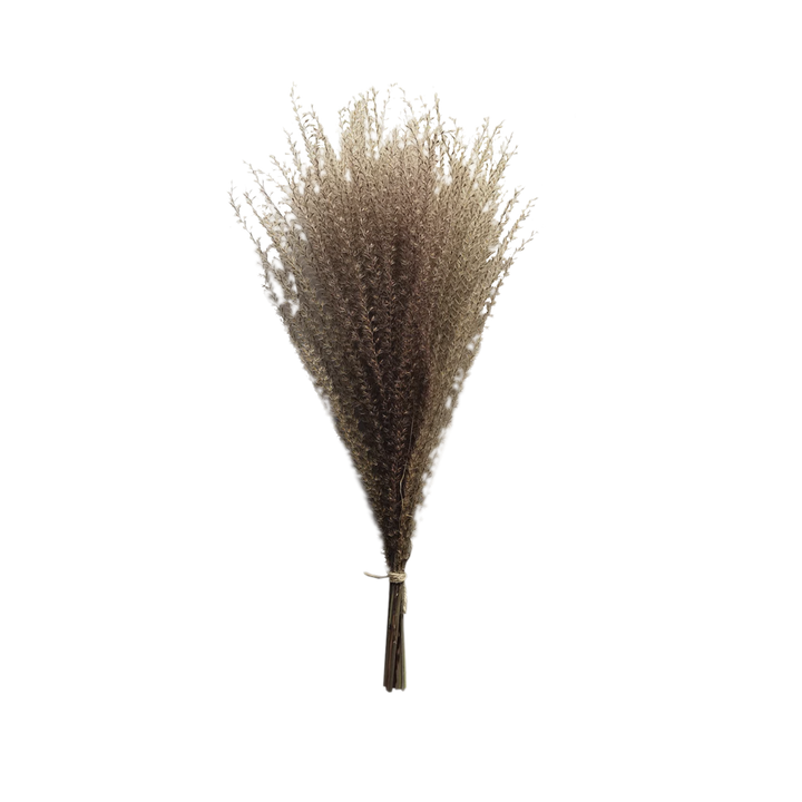 Dried Panicum Grass