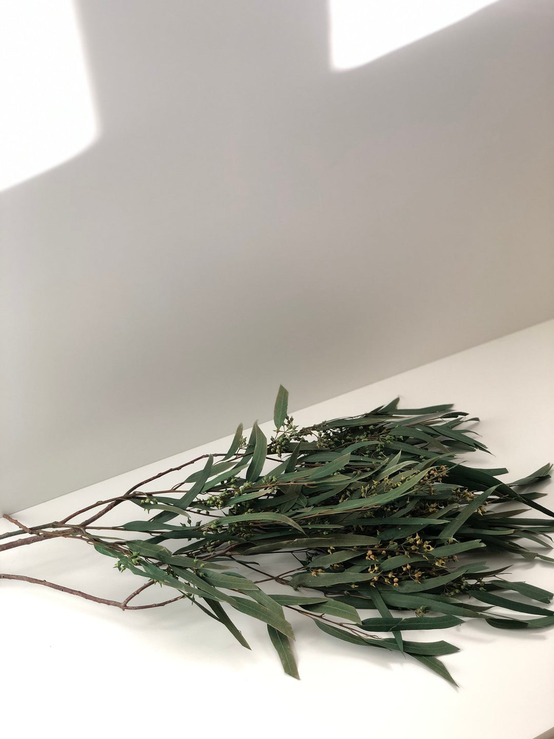 Preserved Weeping Willow Seed Eucalyptus - Green